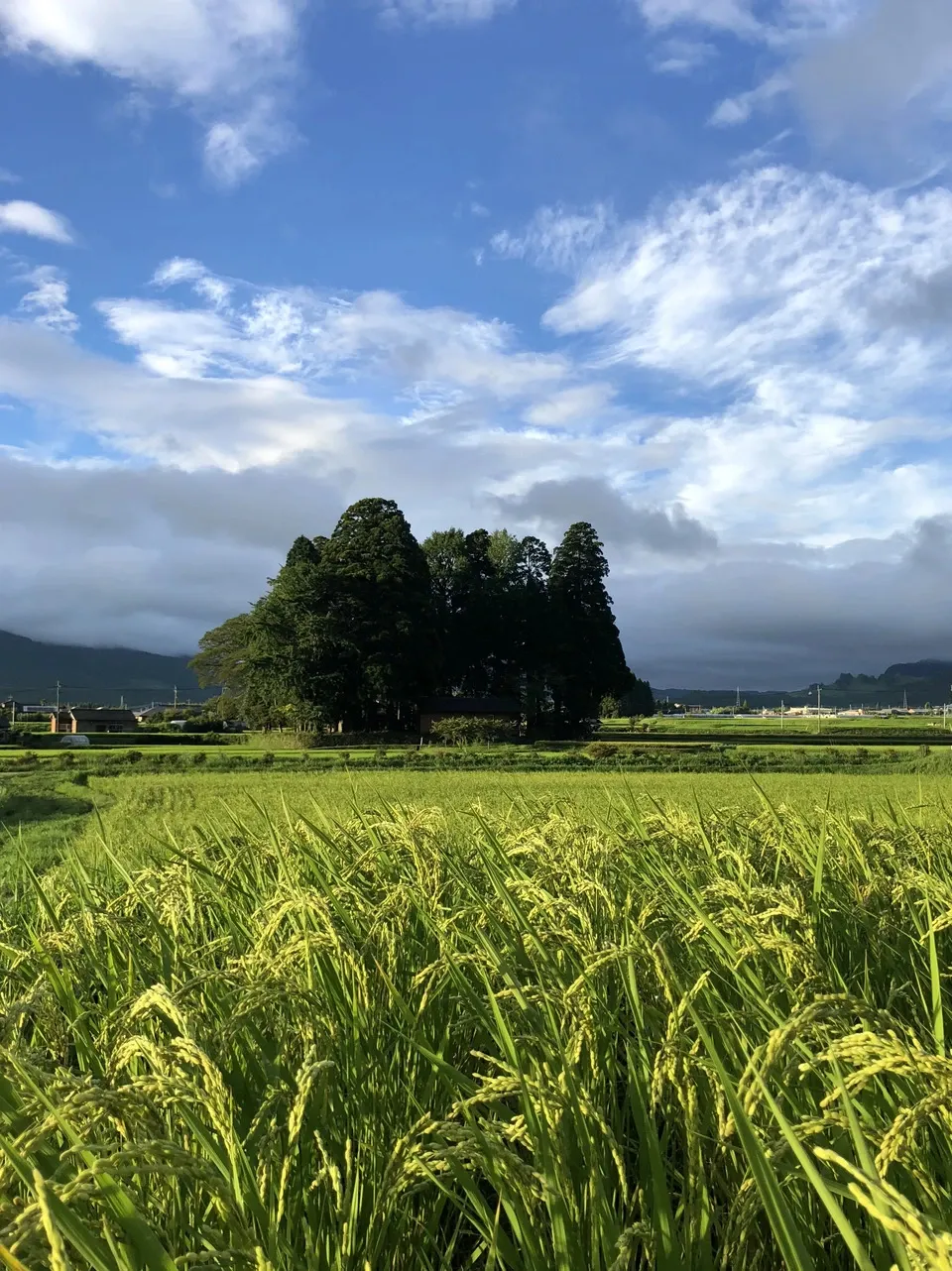 令和7年産 / 天日干し湧水こしひかり玄米<農薬・化成肥料・堆肥・除草剤不使用栽培>