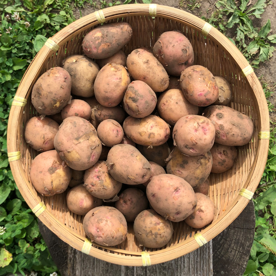 じゃがいも さやあかね 無肥料 農薬 除草剤不使用栽培 星ヶ峰農園 熊本県産 じゃがいも通販 たべるとくらすと