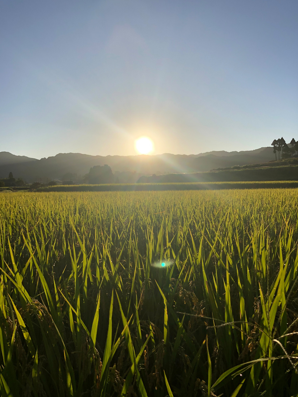令和７年産  / 天日干しこしひかり玄米＜農薬・化成肥料・堆肥・除草剤不使用栽培＞