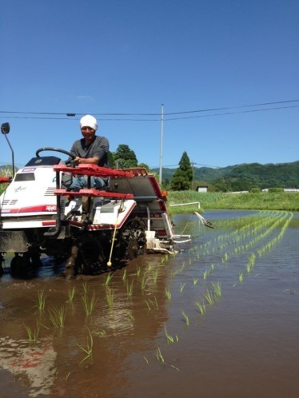 令和７年産  / 天日干しこしひかり精米＜農薬・化成肥料・堆肥・除草剤不使用栽培＞