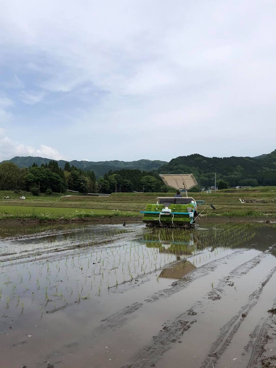 令和7年産 / 湧水こしひかり玄米<農薬・化成肥料・堆肥・除草剤不使用栽培>