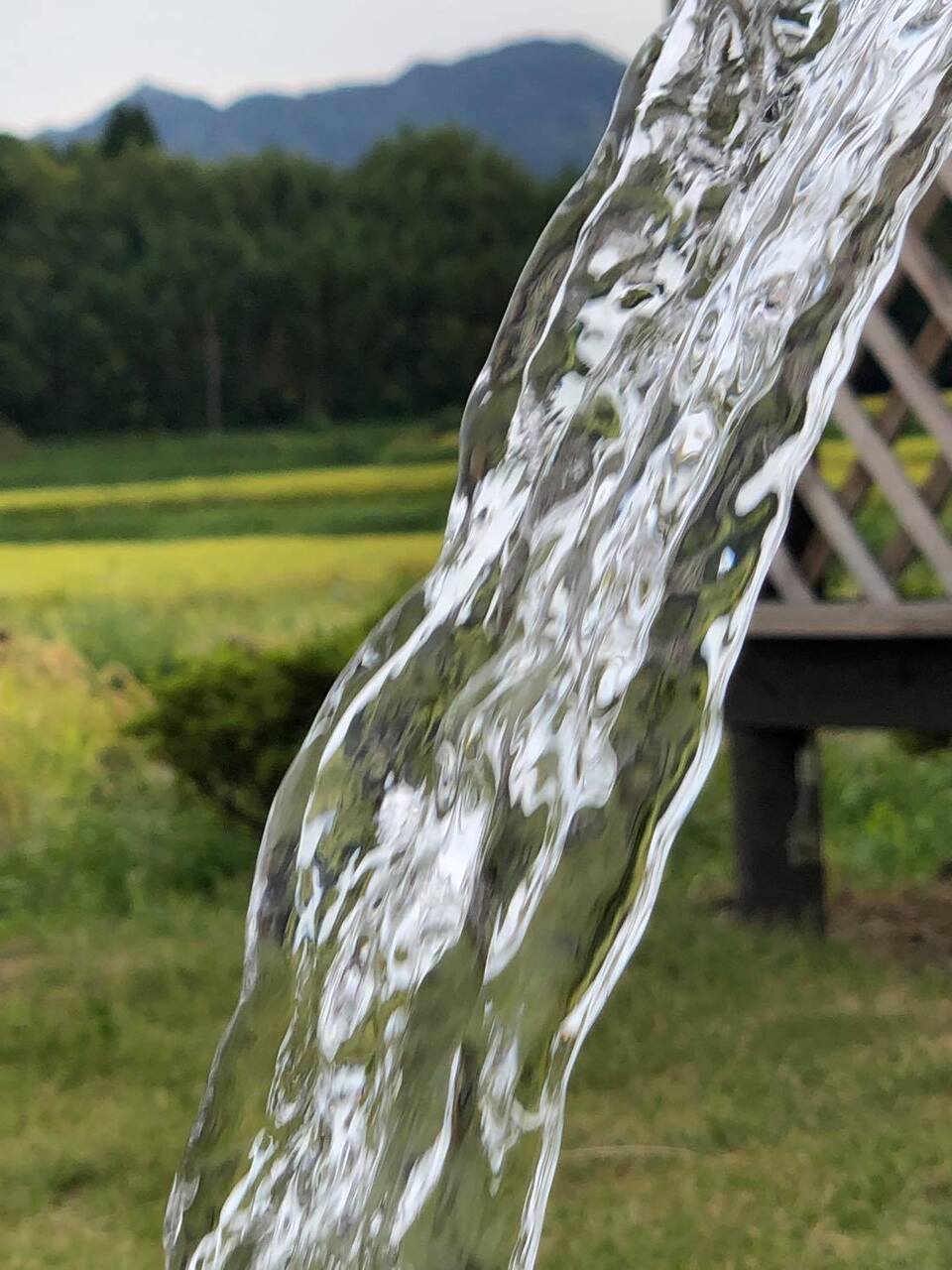令和7年産 / 湧水こしひかり玄米<農薬・化成肥料・堆肥・除草剤不使用栽培>