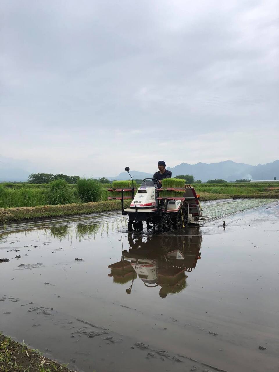令和7年産 / 湧水こしひかり精米 <農薬・化成肥料・堆肥・除草剤不使用栽培>