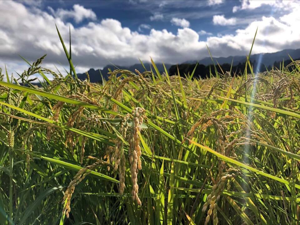 令和７年産  / 天日干しこしひかり玄米＜農薬・化成肥料・堆肥・除草剤不使用栽培＞