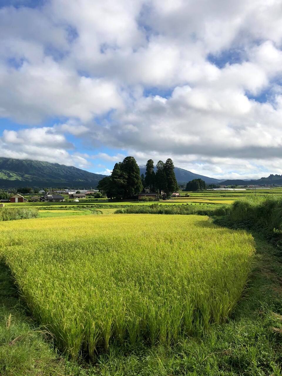 令和７年産  / 天日干しこしひかり精米＜農薬・化成肥料・堆肥・除草剤不使用栽培＞