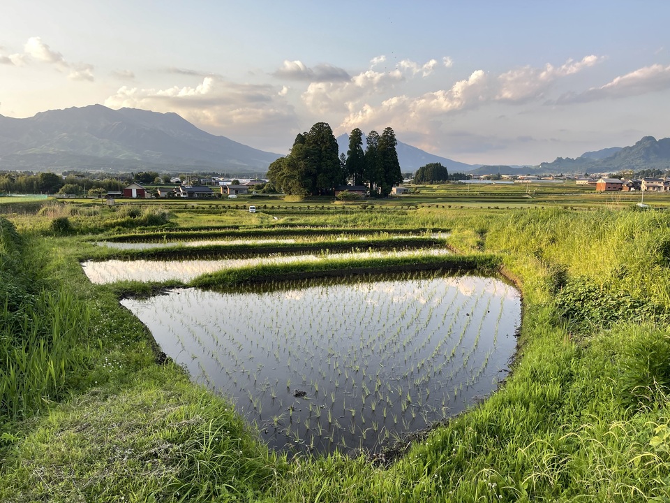 令和7年産 / 湧水こしひかり玄米＜農薬・化成肥料・堆肥・除草剤不
