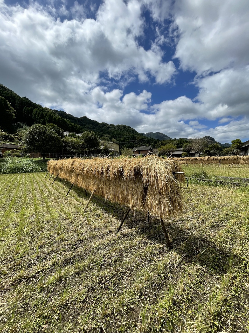 天日干し」コシヒカリ 籾 27Kg 精米約20Kg相当 精米済みも対応可能
