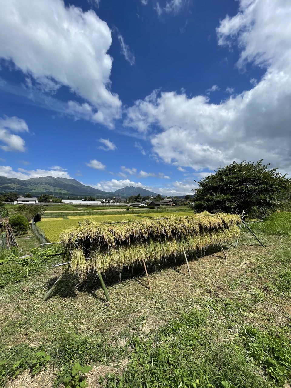 米 天日干し 低農薬 ◇令和7年◇農薬化学肥料不使用・天日干し◇白米粒が光る最高級棚田米