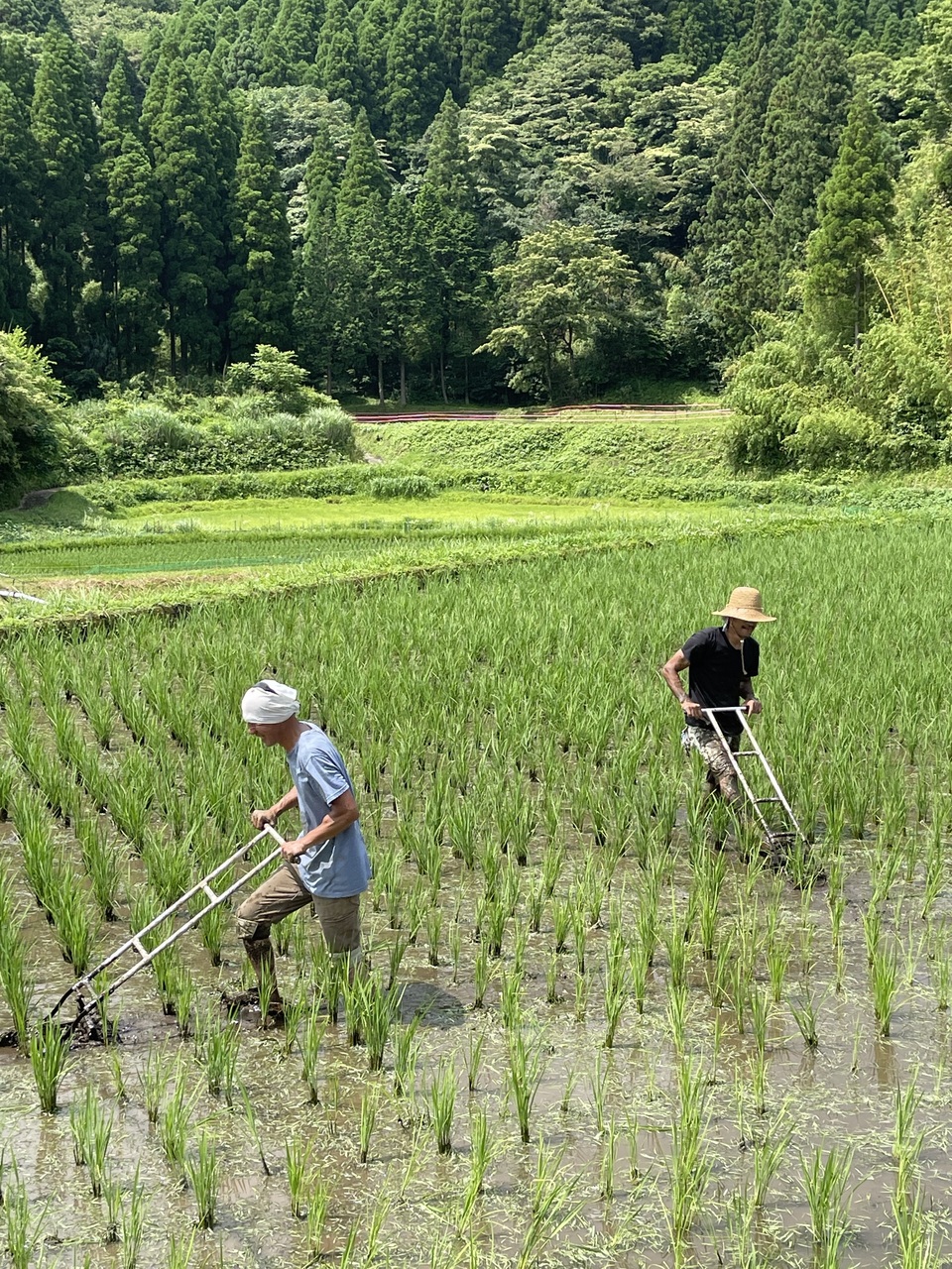 星ヶ峰農園の天日干しコシヒカリ】令和元年産（農薬・化成肥料・除草剤 