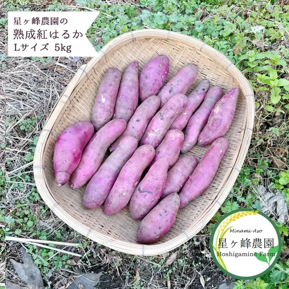 さつまいも　紅はるか　熟成済み　約20〜24kg 無農薬 さつまいも 紅はるか 約20〜24kg 熟成済み 無農薬 農家直送 野菜