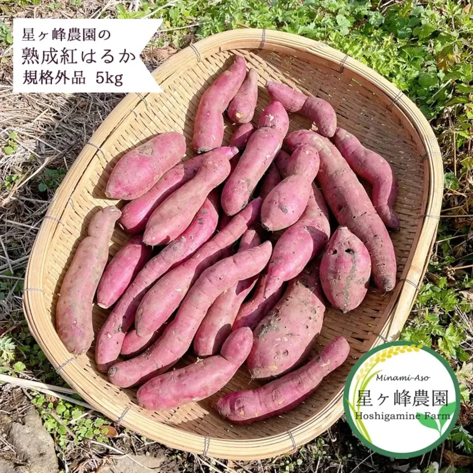 無農薬大分産ブランド芋サツマイモ 貯蔵土付き紅はるか 25キロ送料無料ML A品 chikyubatake_imo-haruka-4kg-m