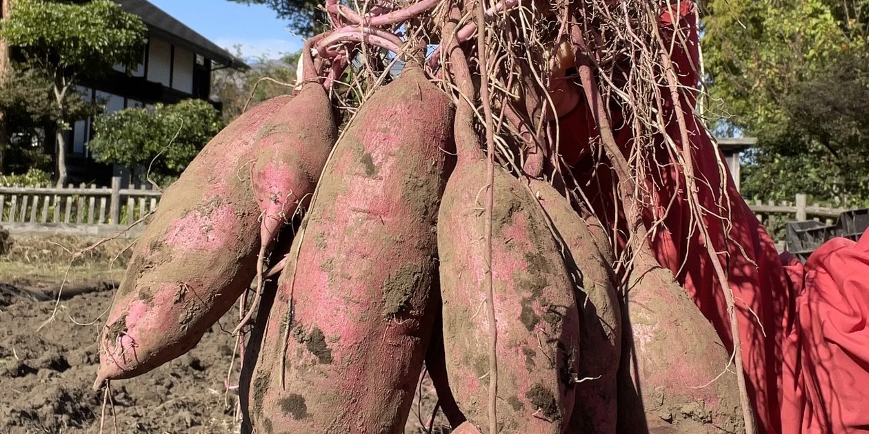 🍠2025年産・紅はるかの収穫🍠 - たべるとくらすと