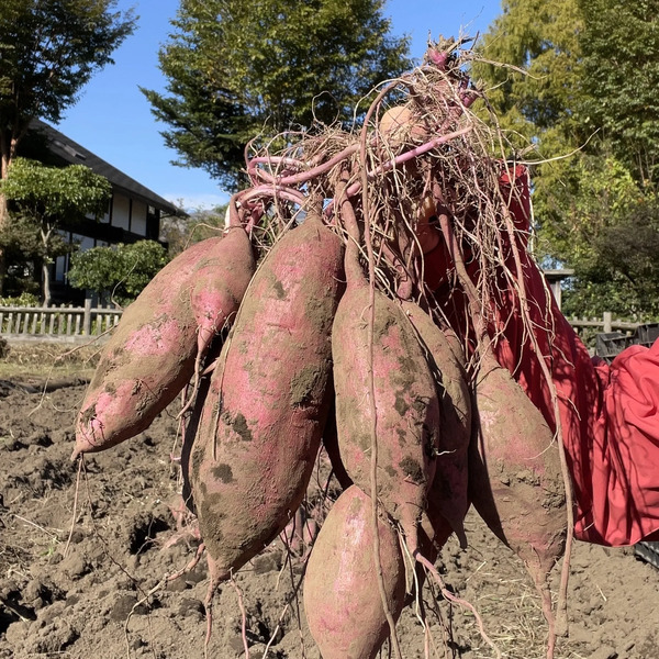 イタリアナス 販売開始とその他のお知らせ | 農園日記 日々のいろいろ