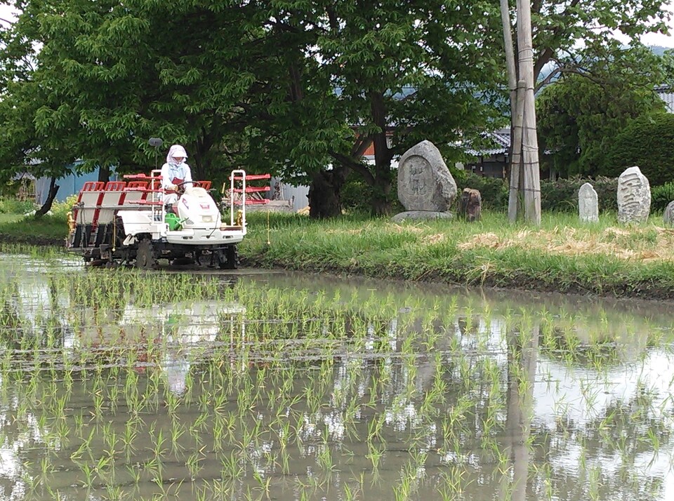 【令和7年度産】安曇野産コシヒカリ 【有機JAS認定米】　　　　　　 ～令和6年度米食味コンテスト金賞受賞～