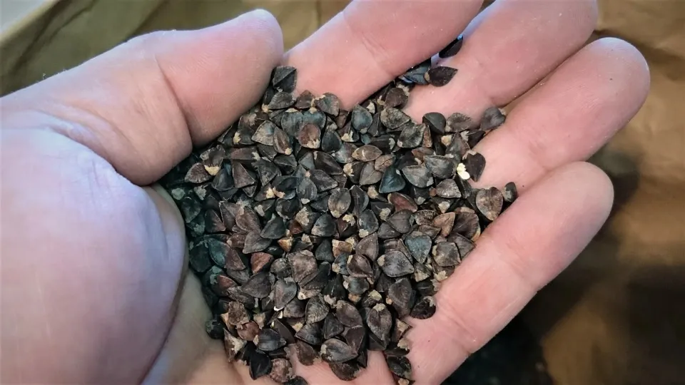 【anhi 】 そばの実 19kg 生産農家直送 anhi 】 そばの実 19kg 生産農家直送 そばの通販｜麺類｜食べチョク