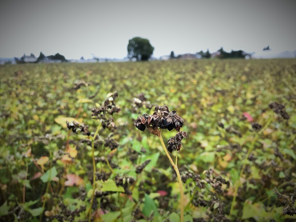 十割干しそば （無農薬、無化学肥料栽培、無添加） 信州坊主ほのか
