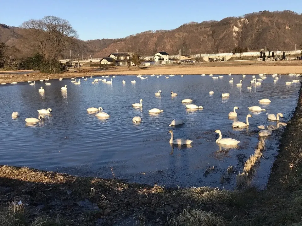 【令和7年度産】安曇野産コシヒカリ 【無農薬・無肥料の自然栽培米 】～令和6年度お米日本一コンテスト金賞受賞～
