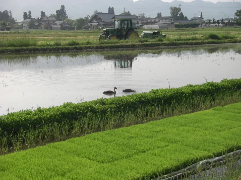 新米】令和7年度産/安曇野産コシヒカリ 【無農薬・無肥料の自然