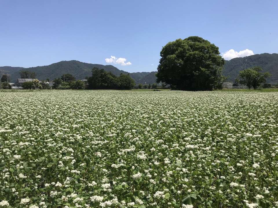 令和6年の年越しそば生そば（無農薬、無化学肥料栽培、無添加加工）