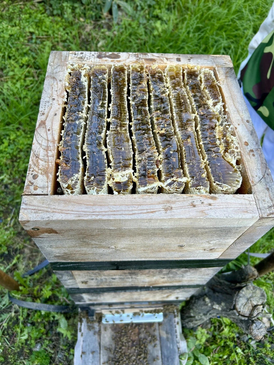 和蜂の純粋はちみつ