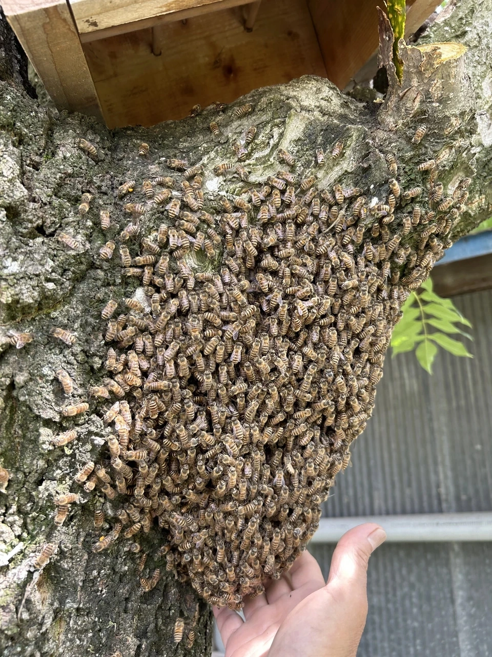 和蜂の純粋はちみつ