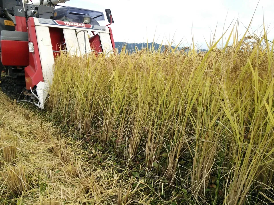 新米】令和7年度産/安曇野産コシヒカリ 【無農薬・無肥料の自然