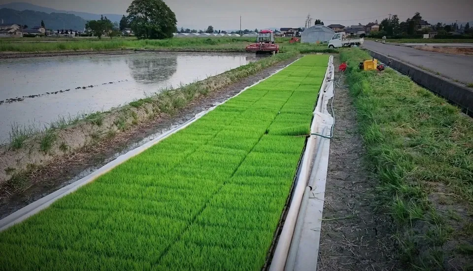 新米】令和7年度産/安曇野産コシヒカリ 【無農薬・無肥料の自然