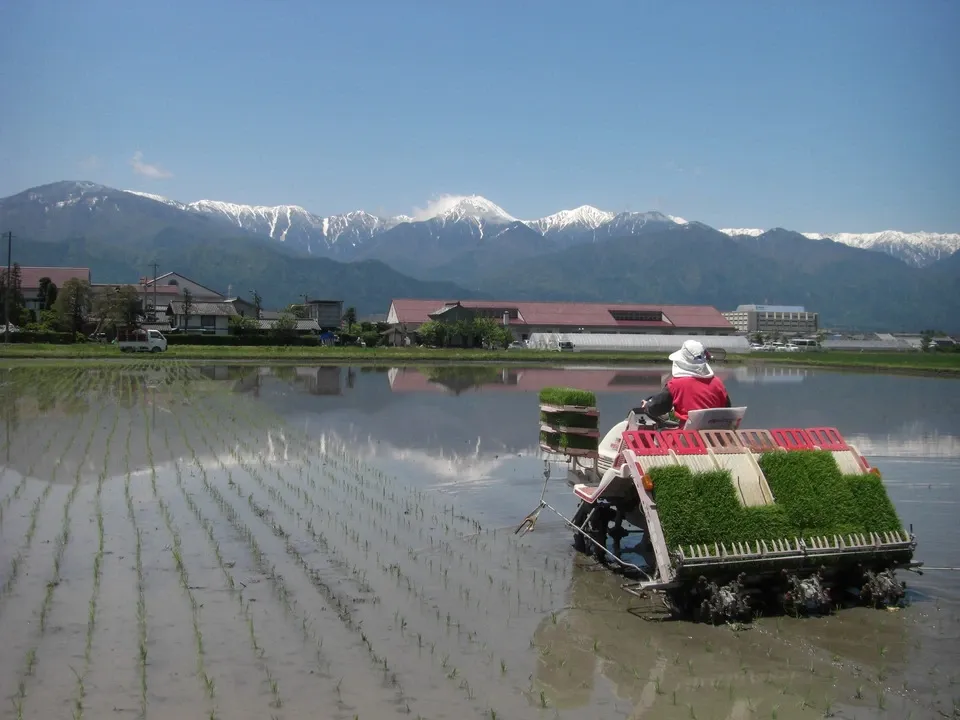 新米】令和7年度産/安曇野産コシヒカリ 【無農薬・無肥料の自然