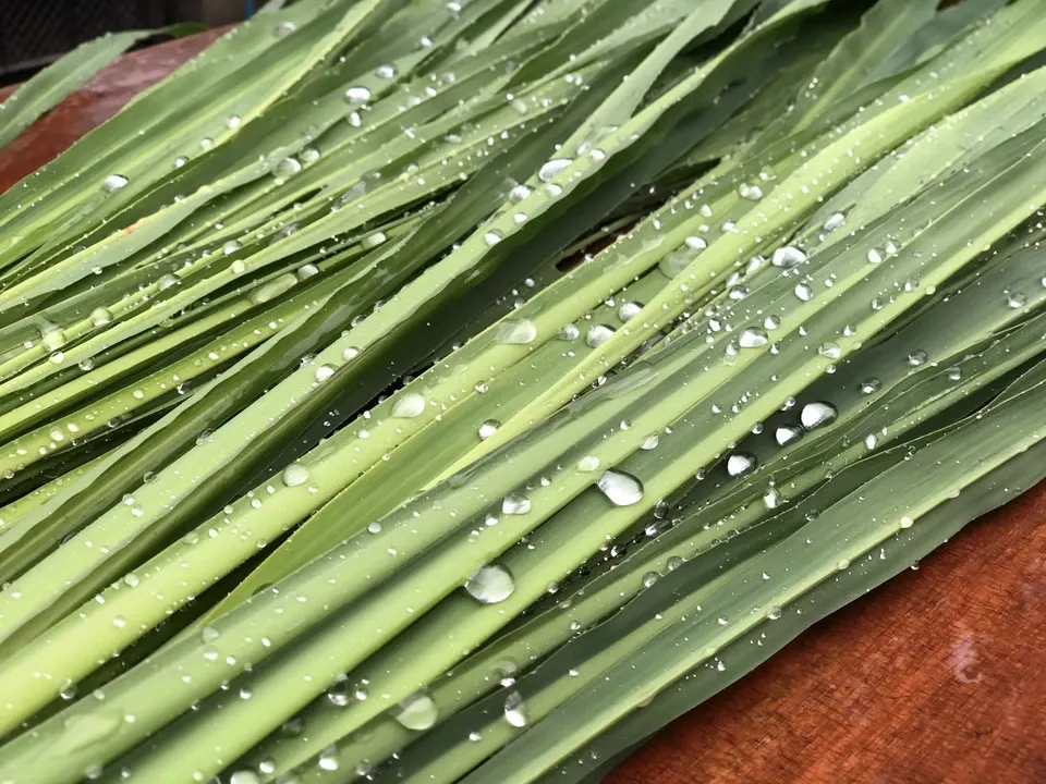 自然栽培のマコモ茶（農薬・肥料・除草剤など不使用栽培のマコモの葉を使用)