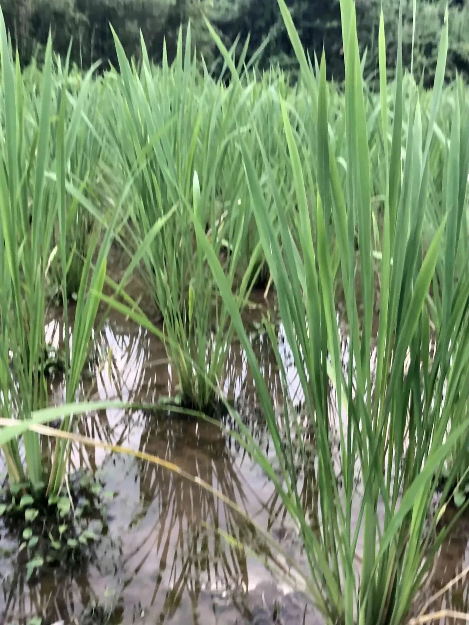 自然栽培のマコモ茶（農薬・肥料・除草剤など不使用栽培のマコモの葉を使用)