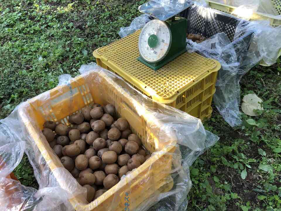 【未追熟】自然栽培キウイフルーツ 【農薬・肥料不使用】有機JAS認証