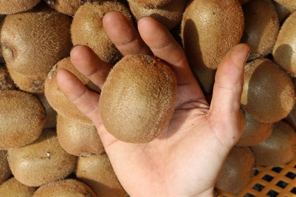 未追熟】自然栽培キウイフルーツ 【農薬・肥料不使用】有機JAS認証