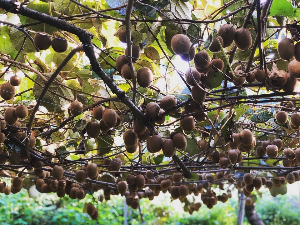 未追熟】自然栽培キウイフルーツ 【農薬・肥料不使用】有機JAS認証