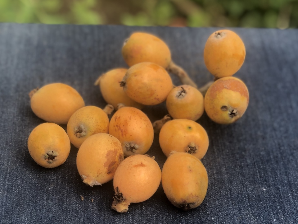 自然栽培 ビワ