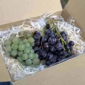 青梅:7kg【現品】 青梅:7kg【現品】
