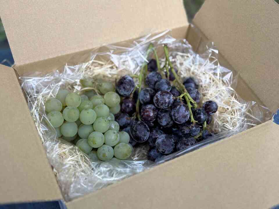 ギフトBOX】自然栽培 森のぶどう 贈り物用 ヒャクマス (大分県産) 果物