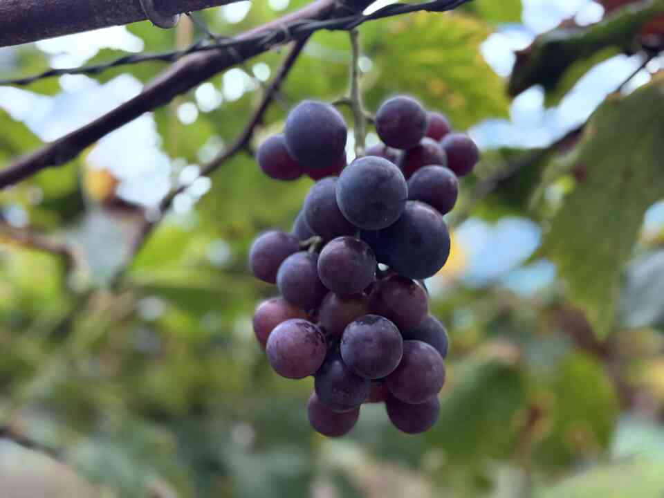 【無添加】種あり干しぶどう 自然栽培ピオーネ