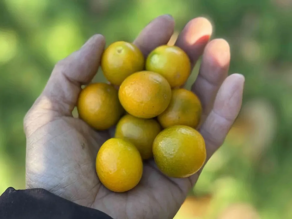 自然栽培 金柑【キンカン】 皮ごと食べて風予防にも
