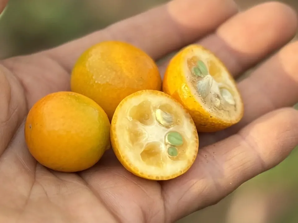 自然栽培 金柑【キンカン】 皮ごと食べて風予防にも