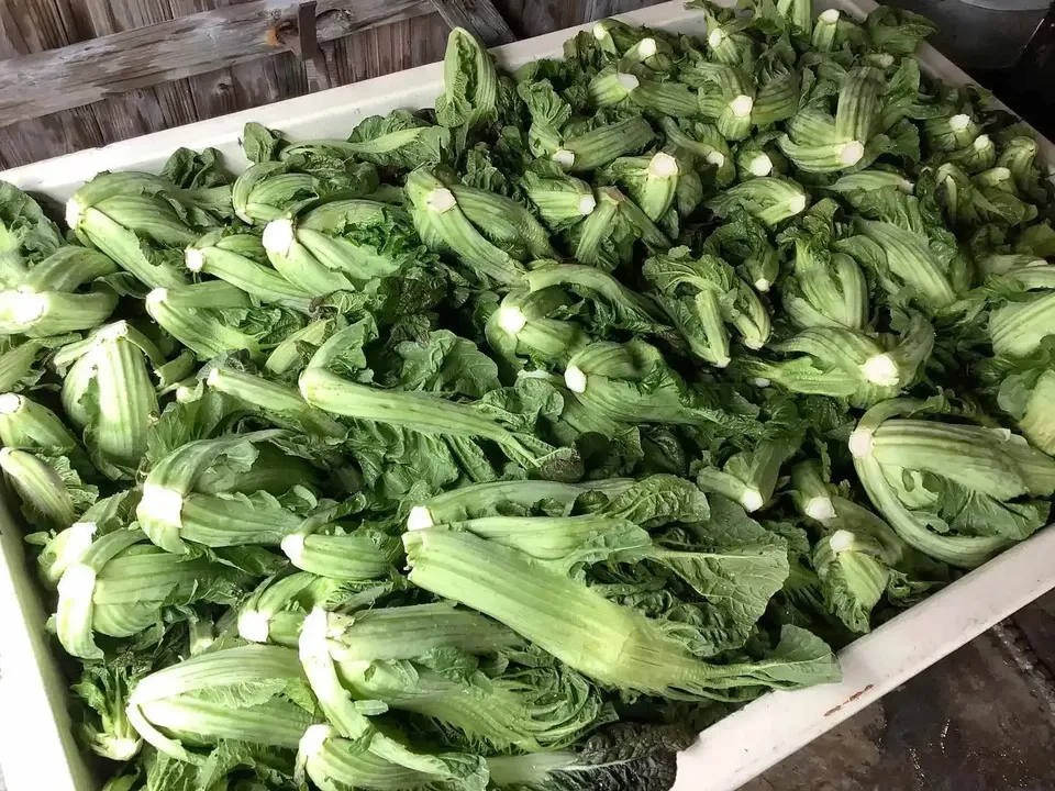無農薬自家栽培<高菜漬け>無添加手作りじっくり熟成 百年 無農薬自家栽培<高菜漬け>無添加手作りじっくり熟成 百年