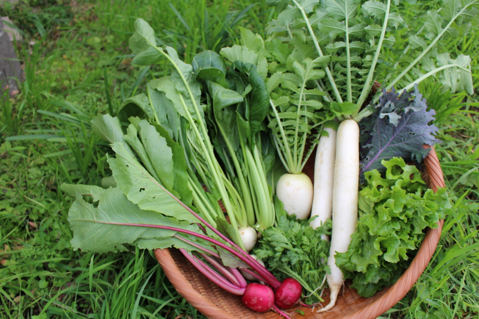 自然の野菜 自然栽培 大豆「鶴の子」10キロ 鶴の子大豆｜野菜種(タネ)・苗の専門店 高木農園