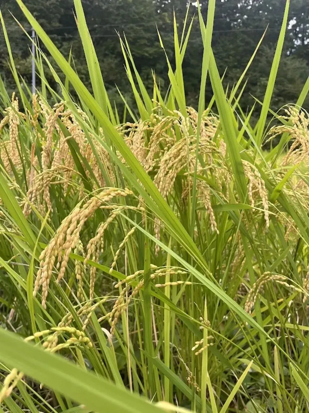 令和7年度産】山形県の山水育ち天日干し米＜希少品種・山形95号＞農薬