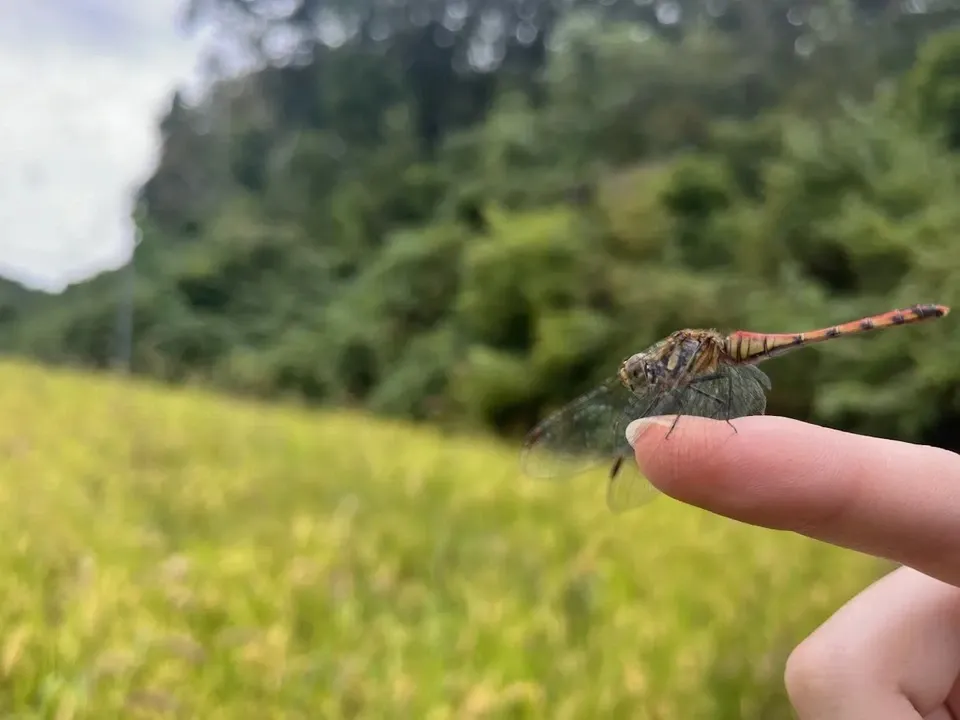 【令和7年度産】山形県の山水育ち天日干し米<希少品種・山形95号>農薬・化学肥料不使用