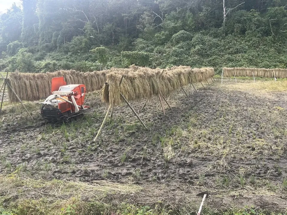 【令和7年度産】山形県の山水育ち天日干し米<希少品種・山形95号>農薬・化学肥料不使用
