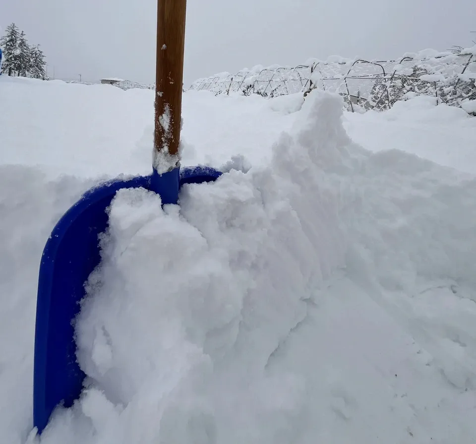雪で旨み凝縮‼︎ねぎ、大根セット（化学肥料•農薬不使用）お鍋に、薬味に、サラダに、煮物に、漬物に‼︎