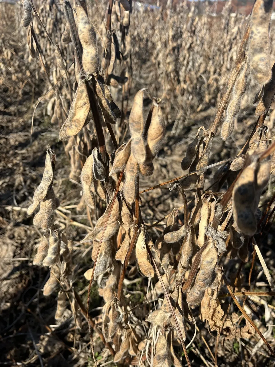 大豆　農薬不使用•無施肥