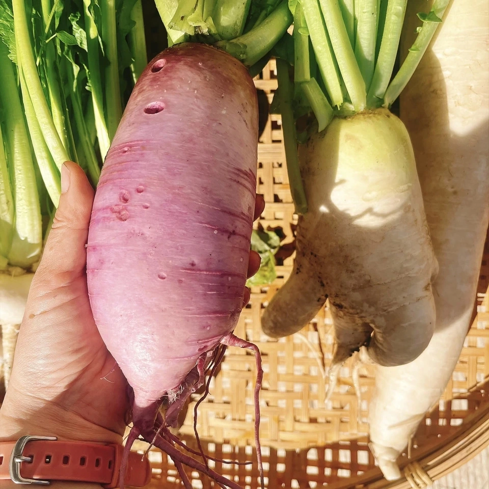 野菜セット(ネギ•大根•かぶ•じゃがいも)