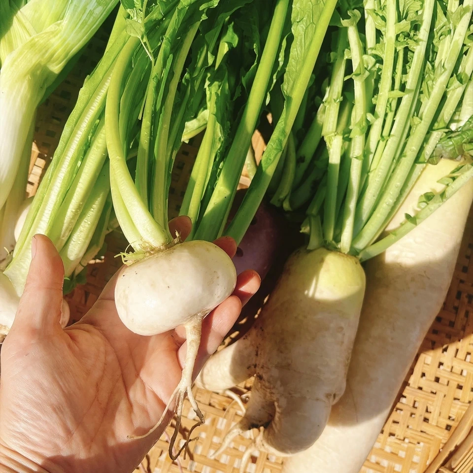 野菜セット(ネギ•大根•かぶ•じゃがいも)