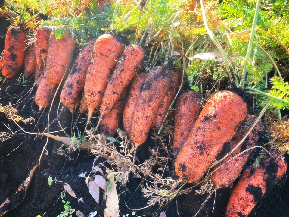 天才人参 オーガニック野菜 栽培期間中農薬 化学肥料不使用 いのちのおやさいfarmette 神奈川県産 たべるとくらすと