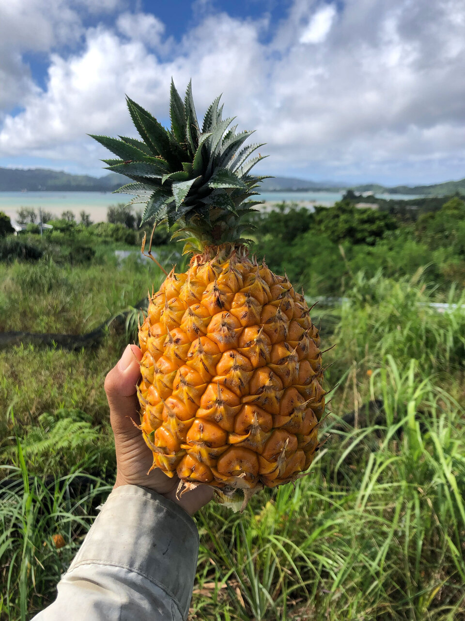 想いがつまった<完熟スナックパイン>無肥料・沖縄県屋我地島産